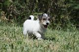 PARSON RUSSEL TERRIER 130